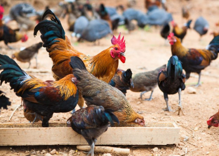 Bisa Dicoba, Ini 6 Pakan Alternatif Ayam Kampung, Cepat Besar dan Sehat