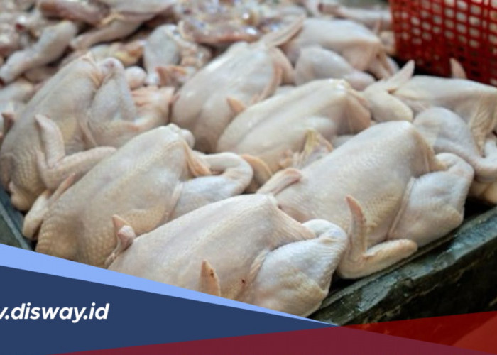 Kenali 5 Ciri Daging Ayam Berformalin agar Tidak Salah Pilih