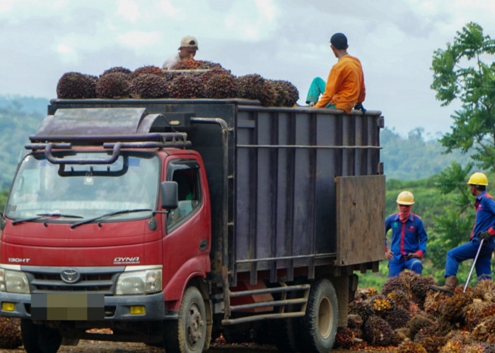 Harga TBS Kelapa Sawit di Riau Turun Tipis Akhir April 2025, Ini Daftar Lengkap Harga Berdasarkan Umur Pohon