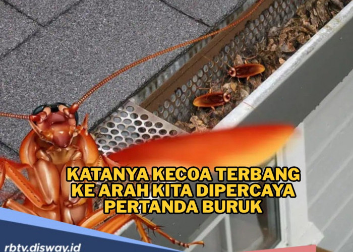 Katanya Jika Kecoak Terbang ke Arah Kita Pertanda Buruk Akan Datang, Mitos atau Fakta?
