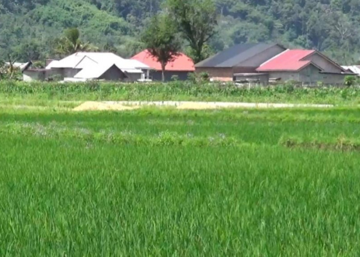 Produksi Beras Menurun, 800 Hektar Lahan Sawah di Kepahiang Alih Fungsi Menjadi Pemukiman