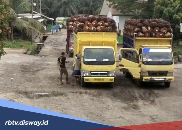 TBS Kelapa Sawit Mendekati Het, Wagub Klaim Harga di Pabrik Naik Rp 300 - Rp 400 per Kg 