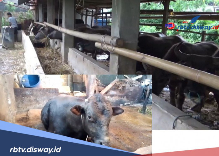 Idul Adha 2025, Prabowo Salurkan 1 Sapi Kurban untuk Warga Rejang Lebong, Bobot 810 Kg