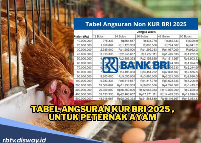 Tabel Angsuran KUR BRI 2025 Pinjaman Rp10-25 Juta untuk UMKM Peternak Ayam Petelur