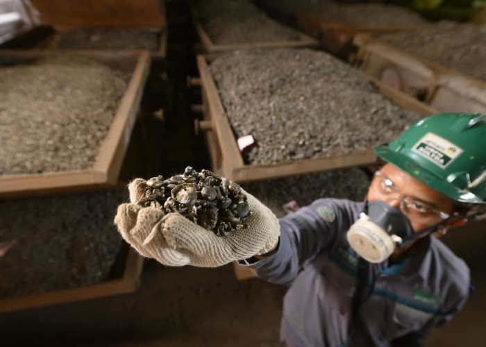 Fantastis! Rupanya Sulawesi Tenggara Punya Harta Karun Ini, Terbesar di RI