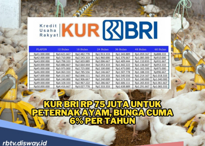 Update Skema Angsuran KUR BRI Mei 2025 Rp75 Juta, Bunga 6 Persen Setahun untuk UMKM Peternakan Ayam