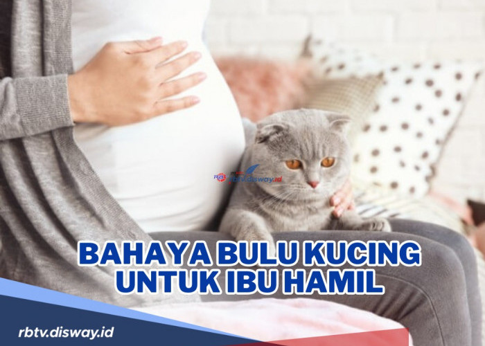 Hati-hati dan Jangan Dianggap Sepeleh! Ini Bahaya Bulu Kucing untuk Ibu Hamil, Bisa Bawa Parasit