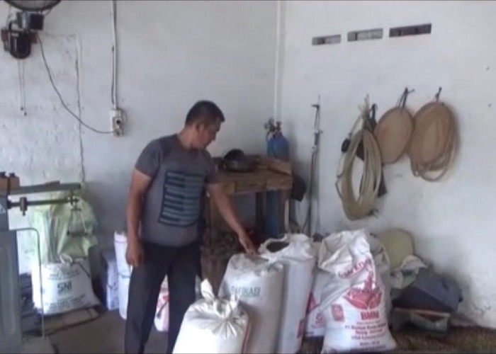 Sempat Merosot, Harga Kopi di Kabupaten Lebong Kembali Menguat ke Rp 53.000 per Kilogram