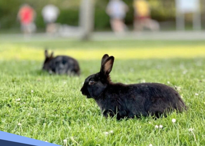 Bukan Sekadar Bunga Tidur, Ini Arti Mimpi Melihat Kelinci Berwarna Hitam Menurut Primbon Jawa 