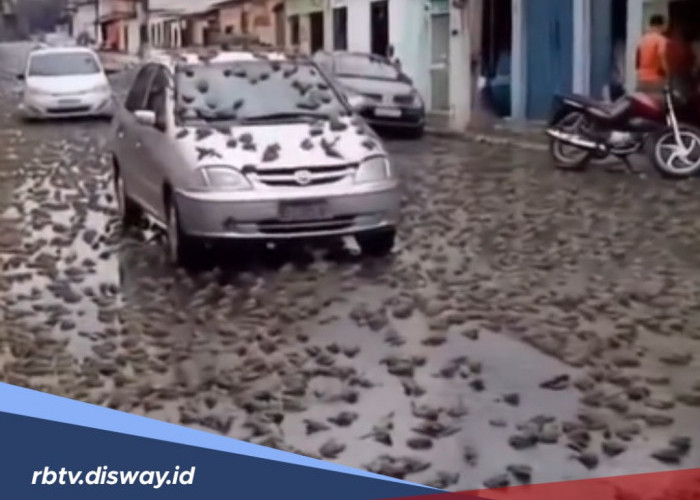 Ibarat Cerita Dongeng, Hujan Katak Pernah Terjadi di 5 Negara Ini 