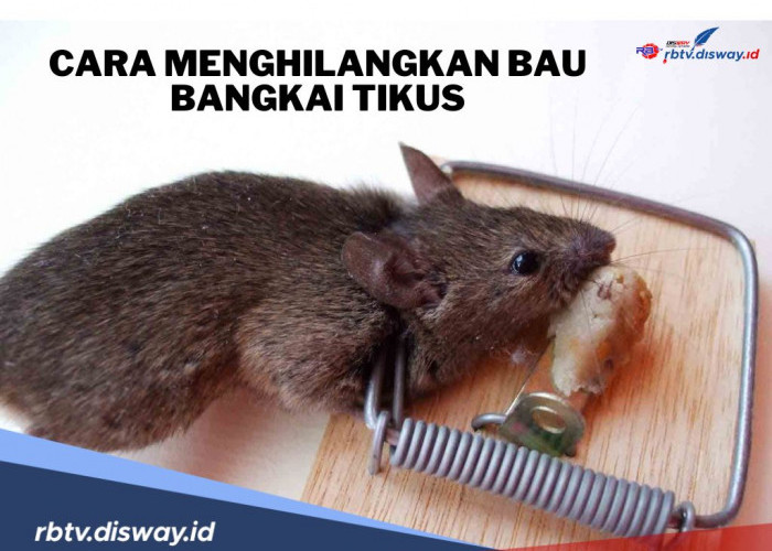 6 Cara Jitu dan Ampuh Menghilangkan Bau Bangkai Tikus, Sekaligus Mengusir Tikus dari Rumah