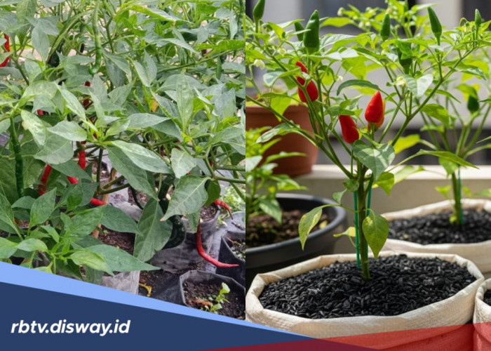 6 Tips Menanam Cabai di Polybag agar Berbuah Lebat untuk Pemula