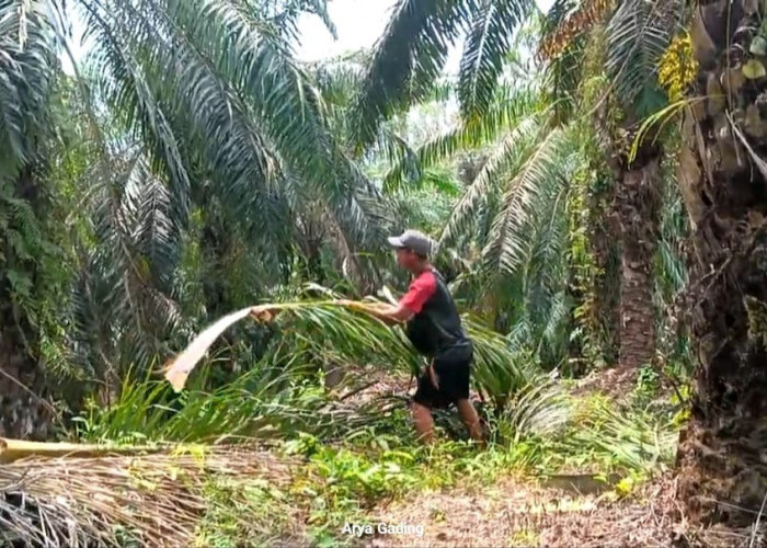 Kabar Bahagia Bagi Petani Sawit di Seluma, Dana Peremajaan Sawit Rakyat Naik 100 Persen