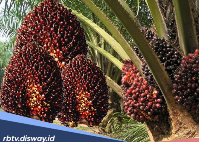 3 Bibit Kelapa Sawit Unggul dan Kualitas Terbaik, Hasilkan Buah Besar dan Berat