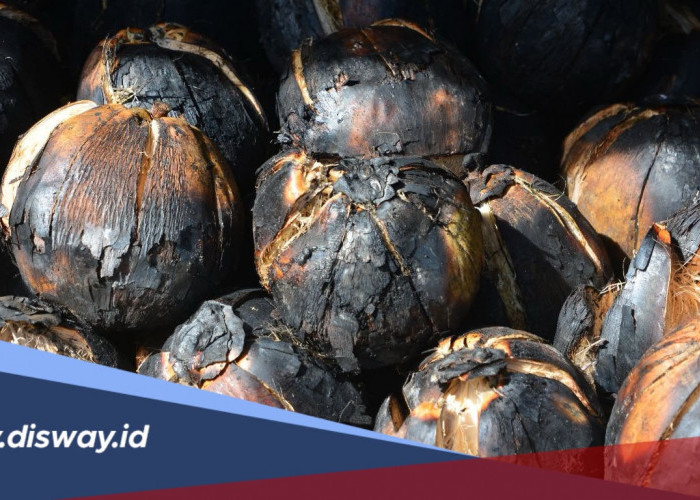 Pernah Coba Mencicipi Kelapa Bakar? Selain Nikmat Ternyata Ini Manfaatnya