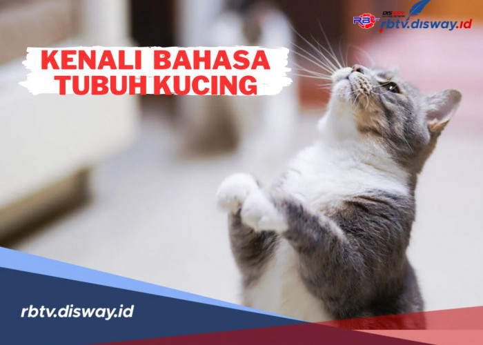 Kenali, Ini 12 Bahasa Tubuh Kucing yang Perlu Diketahui, Punya Makna Tersendiri 