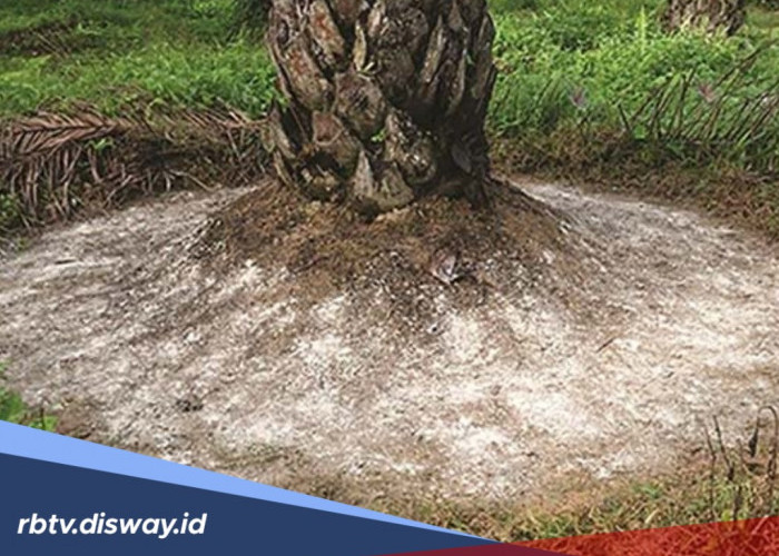 Urutan dan Takaran Pemupukan Tanaman Kelapa Sawit Menurut Ahli