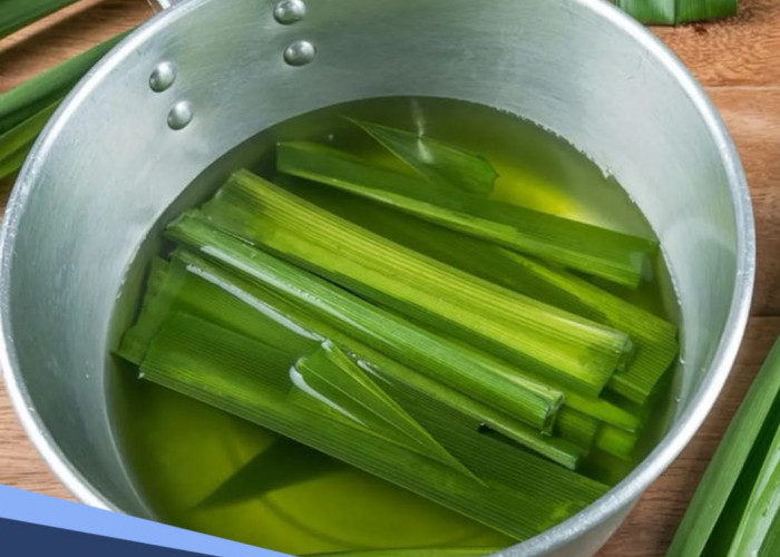 Perlu Tahu, Ini Manfaat Daun Pandan untuk Kesehatan dan Cara Mengolahnya