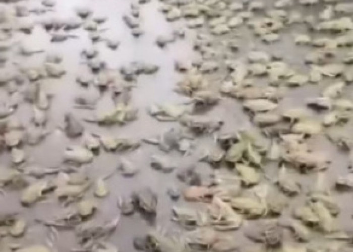 Ini Penyebab Hujan Katak di Brazil yang Bikin Heboh Dunia