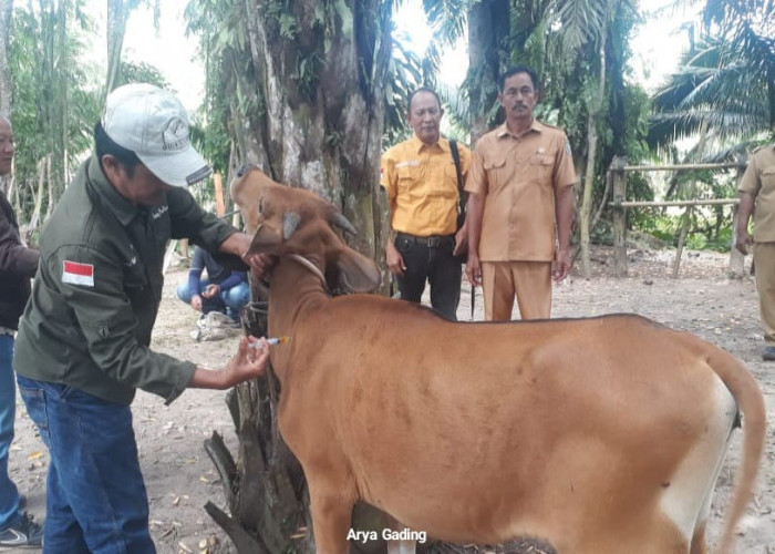 Sudah 5 Ekor Sapi di Desa Pasar Talo Mati Mendadak, Saat Dicek Ini Kata Distan Seluma