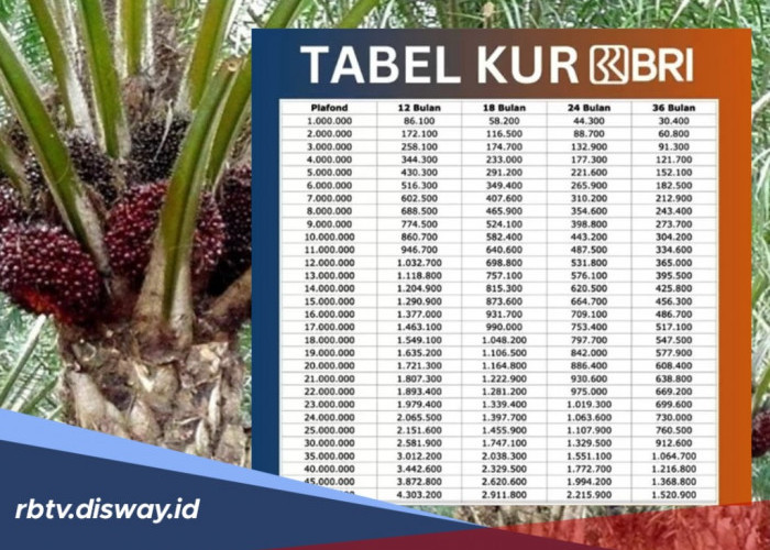 Modal untuk Petani Sawit, Ada Pinjaman KUR BRI Rp 30 Juta, Angsuran Ringan Tidak Perlu Jaminan