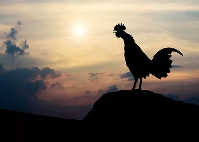 Cerita Turun-temurun, Katanya Ayam Berkokok Malam Hari Tanda Ada Hantu, Apa Benar?