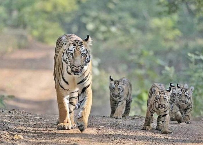 Teror Harimau Sumatera di Bengkulu Utara, 2 Ekor Sapi dan Anjing Dimangsa