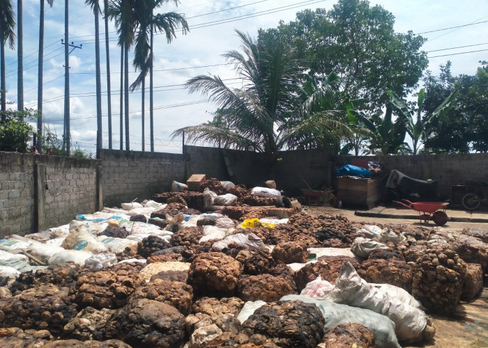 Awal Tahun, Harga Jual Getah Karet di Bengkulu Utara Rp 10.500/Kg