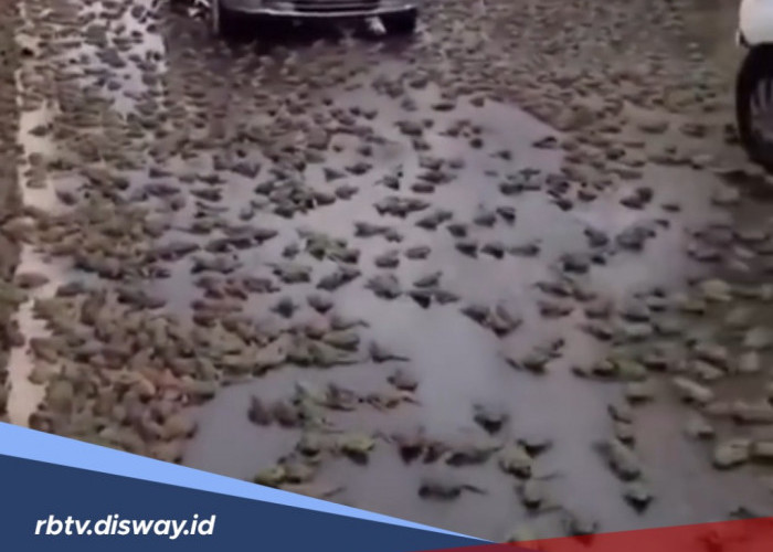 Hujan Katak Turun dari Langit Brazil Menakjubkan Tapi Mistis, Benarkah?