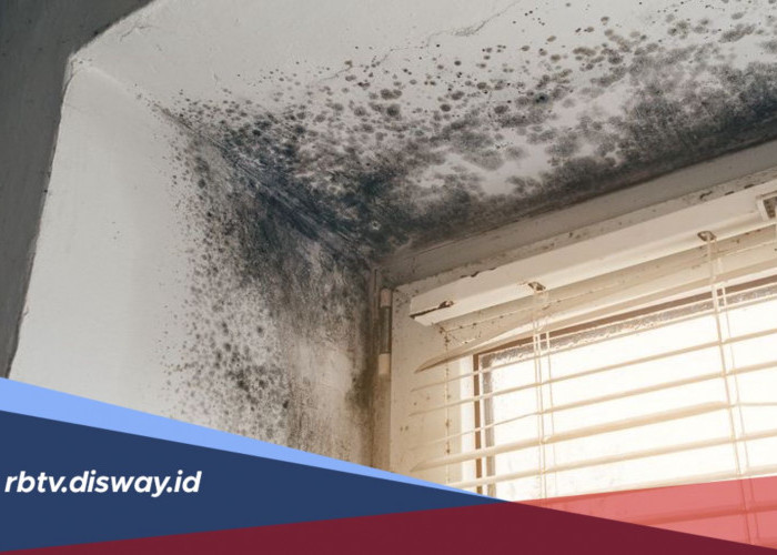 Cara Membersihkan Rumah saat Musim Hujan agar Bebas Jamur