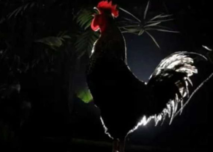 Ayam Berkokok Tengah Malam Pertanda Apa? Ini Sabda Rasulullah dan Doa yang Dianjurkan