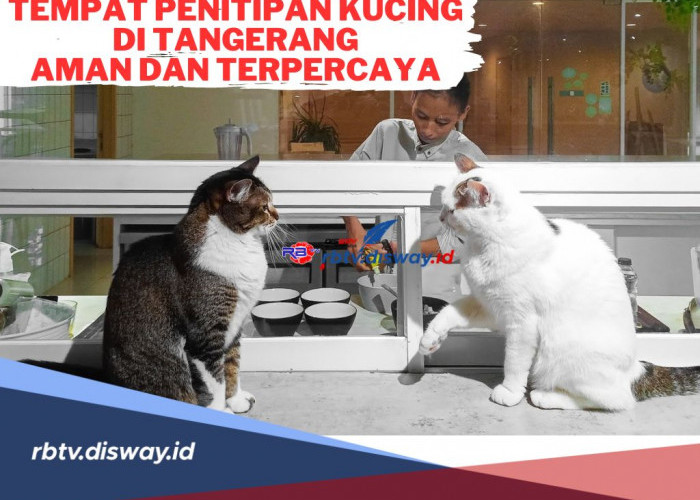 Aman dan Terpercaya! Ini Tempat Penitipan Kucing di Tangerang, Biayanya Terjangkau