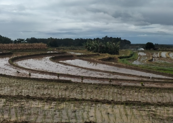 Bengkulu Utara Dapat Program Cetak Sawah dari Kementan 1.050 Hektare, di Sini Lokasinya