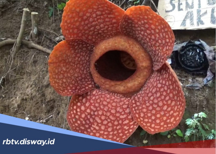 Rafflesia Kemumu Ensis Diprediksi Tidak Tumbuh hingga 6 Bulan ke Depan, Ini Kata Pokdarwis