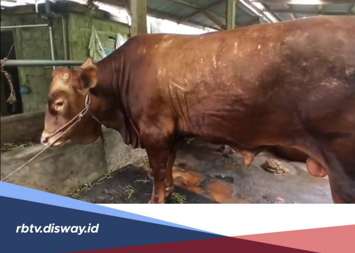 Sapi Kurban Presiden Prabowo di Bengkulu Utara: Bobot 941 Kilogram, Harga Rp 90 Juta