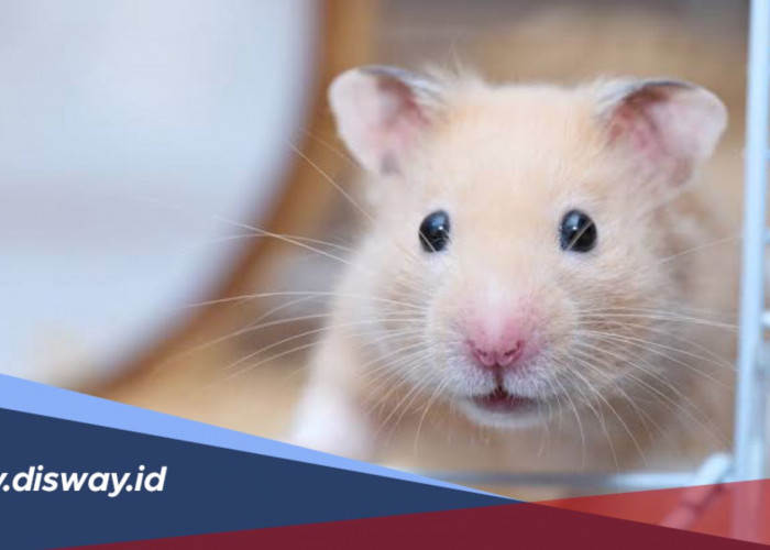 Cara Merawat Hamster Agar Berumur Panjang Hingga 3 Tahun