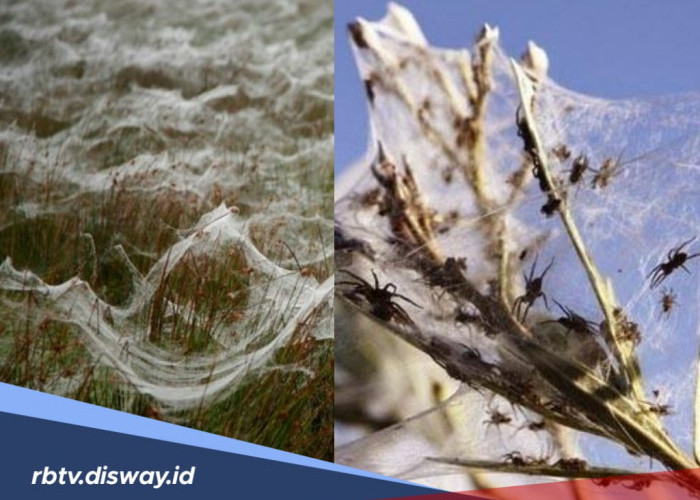 2 Orang  Pendaki jadi Saksi Fenomena Unik Spider Rain di Argentina