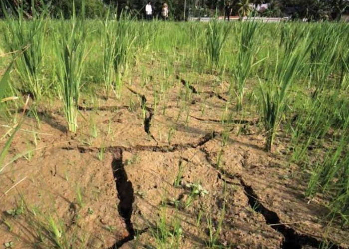 Dampak Parah El Nino, Luas Panen Padi dan Produksi Beras Susut, Bengkulu Ratusan Hektare Sawah Kering