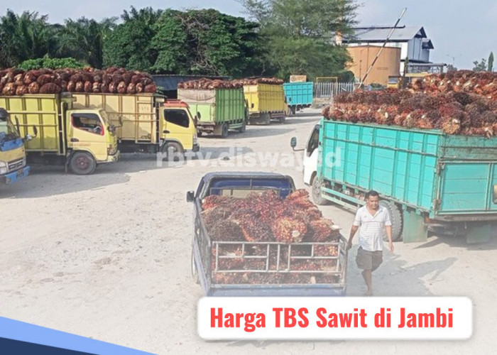 Harga TBS Sawit di Jambi Hari Ini 14 November 2024 Masih Menguat, Ini Rincian Harganya