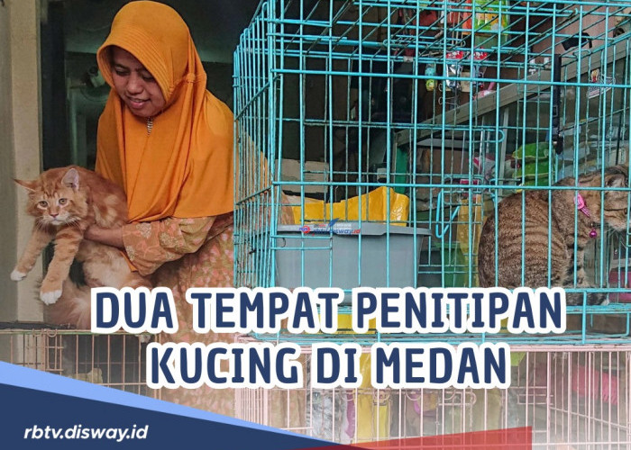 Rekomendasi Dua Tempat Penitipan Kucing di Medan dengan Penangan Baik dan Profesional