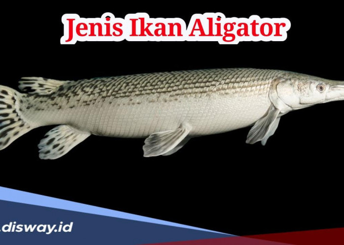 7 Jenis Ikan Aligator Berbahaya, Nekat Pelihara Bisa Didenda hingga Rp 1,5 Miliar!