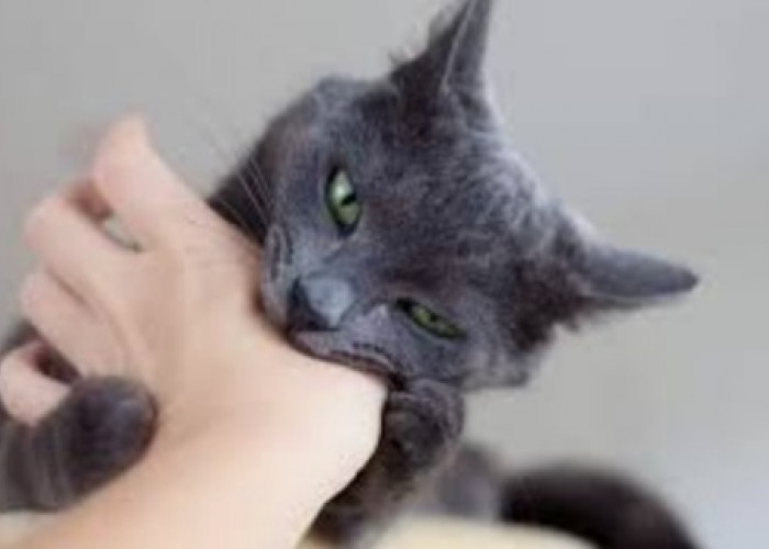 17 Arti Mimpi Digigit Kucing Menurut Primbon Jawa, Benarkah Pertanda Buruk?