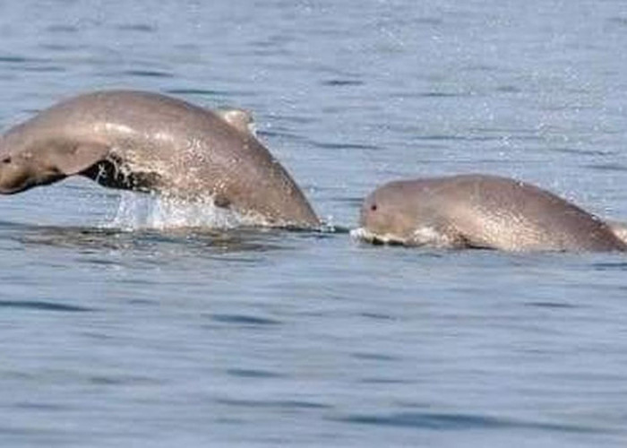 Legenda Pesut Mahakam, Cerita Rakyat dari Kalimantan Timur yang  Jarang Terekspose