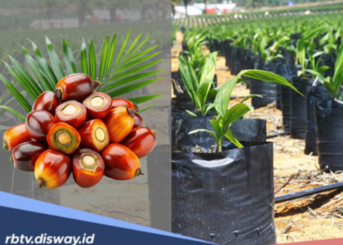 Jangan Salah Pilih, Ini 10 Jenis Bibit Sawit Unggul Terbaik 