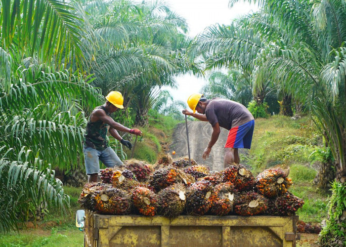 Ada Peluang Harga TBS Kelapa Sawit di Kabupaten Seluma Lebih Tinggi, Begini Caranya