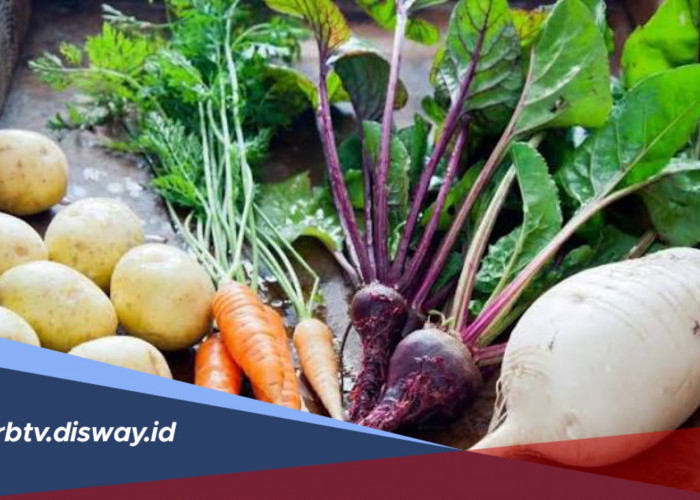 Cara Menyulap Tanah Gambut Jadi Lahan Subur untuk Sayuran dan Palawija
