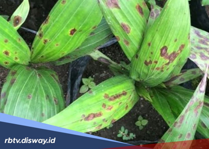  2 Cara Mengatasi Penyakit Anthracnose pada Tanaman Kelapa Sawit