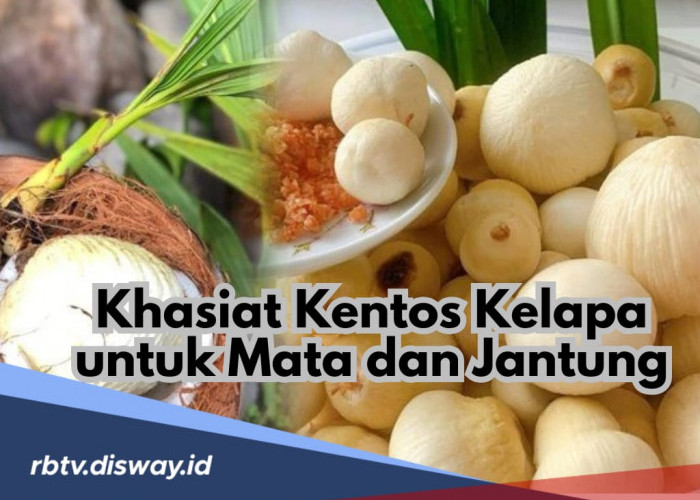 Dapatkan Khasiatnya, Ini Cara Konsumsi Kentos Kelapa untuk Mata dan Jantung