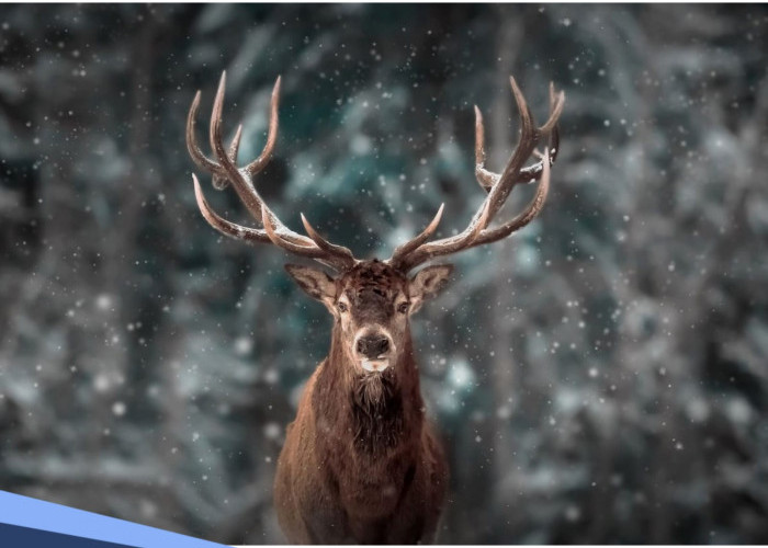 Mitos Tanduk Rusa di Rumah, Pertanda Buruk atau Justru Keberuntungan?