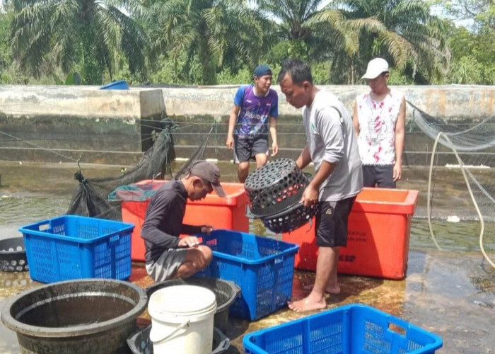 DKP Kota Bengkulu Siapkan Panen 1 Ton Lele Jelang Lebaran 2026, Dukung Ketersediaan Konsumsi Ikan